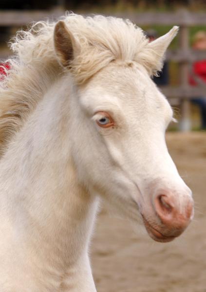 Enya von Heidmoor d.jpg